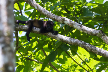 baby howler monkey