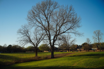 Два дерева на поле в городском парке на фоне голубого неба солнечным весенним вечером