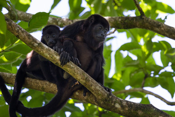 baby howler monkey