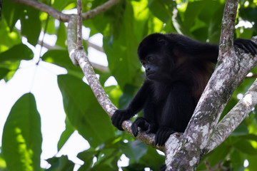 howler monkey in the trees