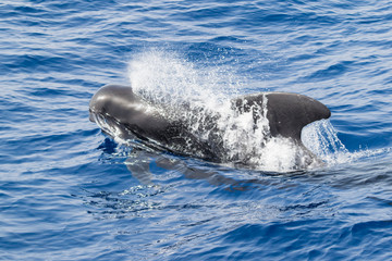 Naklejka premium Łamanie wielorybów w oceanie, Teneryfa, Wyspy Kanaryjskie, Hiszpania