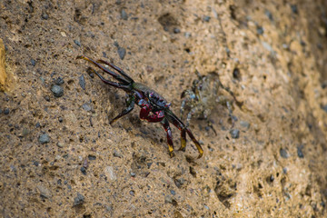 Crab on the rock in Tenerife, Canary islands, Spain