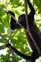 howler monkey in the trees