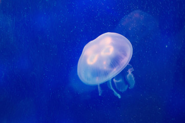 Moon jellyfish swimming in the deep blue