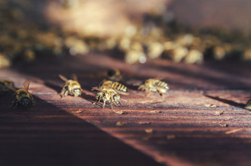 Bees on the wall in the hive
