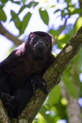howler monkey in the trees