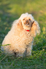 Portrait of a female cute apricot poodle dog in green grass outdoors.