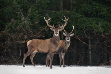 Father And Son: Two Generations Of Noble Deer. Two  Red Deer (Cervus Elaphus ) Stand Next To The Winter Forest. Winter Wildlife Story With Deer And Spruce Forest. Two Stag Close-Up. Belarus Republic. - 165852387