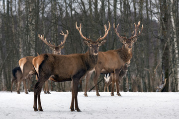 Triplets. Three Red Deer ( Cervus Elaphus, Cervidae),.Majestic Adult Animal In Winter Forest, Belarus. Wildlife Animal Scene From Nature. Small Herd Of Red Deer In A Winter