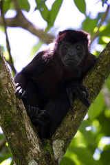 howler monkey in the trees