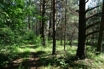 Old road in the middle of a forest in Sunny day