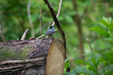 Blue bird perched on a log