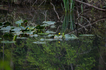 Landscape of lily pads in a swamp