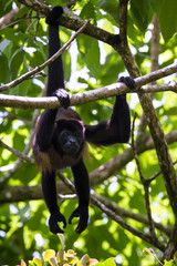 howler monkey in the trees