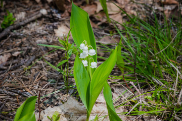 Vegetation in the forest