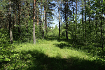 Old road in the middle of a forest in Sunny day