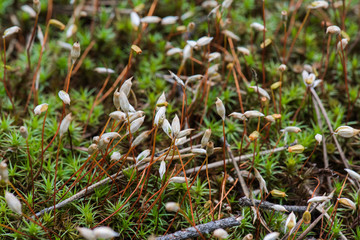 Vegetation in the forest