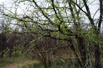 Молодые листья на ветках дерева в весеннем лесу