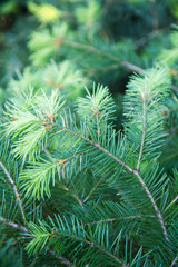 Fresh needles grown on the tips of a fir branch