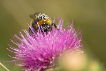 Hummel mit Bl&uuml;tenstaub