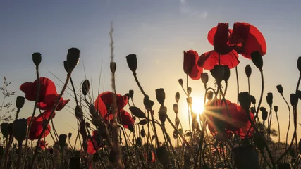 Fototapeten A field of poppies under a sunset © OLIVIER