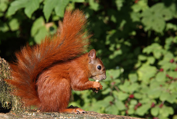 essendes Eichhörnchen