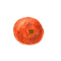 Botanical watercolor illustration sketch of tomato on white background