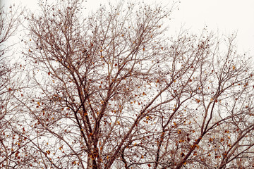 Branches of plane-tree in autumn against cloudy sky