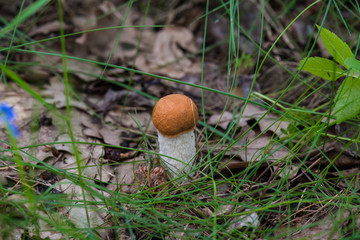 Vegetation in the forest