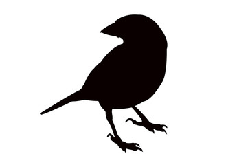 sparrow body silhouette vector
