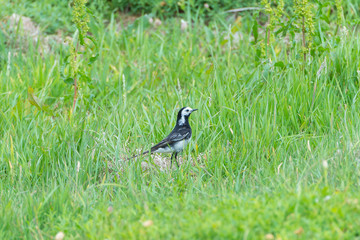     White Wagtail, Motacilla alba, little white and black bird in the grass
