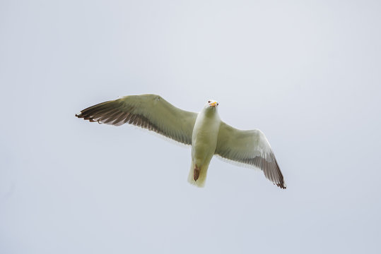     Gull flying with spread wings, in front 