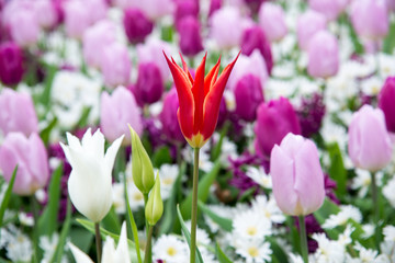 Obraz premium Blooming flowers in Keukenhof park in Netherlands, Europe