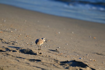 Sandpiper