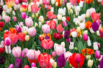 Colorful tulips in the park. Spring landscape