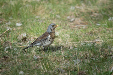 FIELDFARE