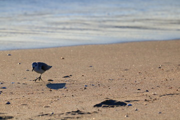 Sandpiper
