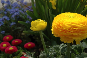 Blumenpracht. Im Fr&uuml;hling