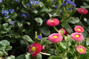 Blumenpracht. Im Fr&uuml;hling