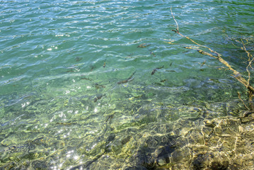 Freshwater fish in clear clear water.