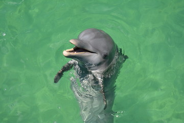 przyjazny delfin - obrazy, fototapety, plakaty