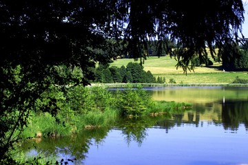 Blick auf Weiher durch herabhängende Zweige