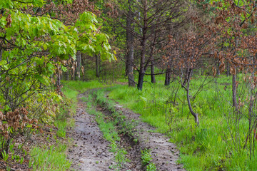 Vegetation in the forest