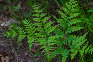 Vegetation in the forest