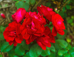 Red roses - 165855187