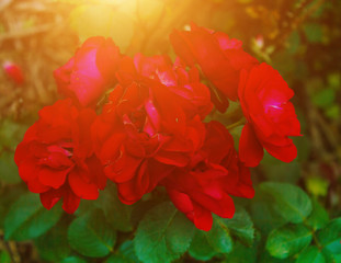 Red roses - 165855193