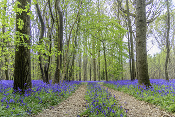 bluebells carpet in a forest in great britain