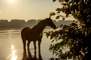 Pferd im See im Sonnenaufgang