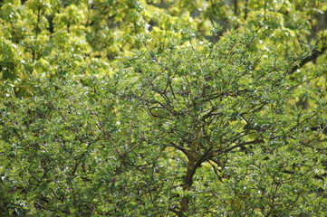 Gr&uuml;n &uuml;ber Gr&uuml;n. Fr&uuml;hling