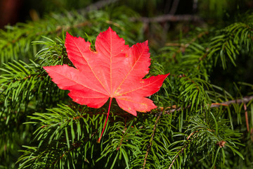 Red Maple Leaf Resting